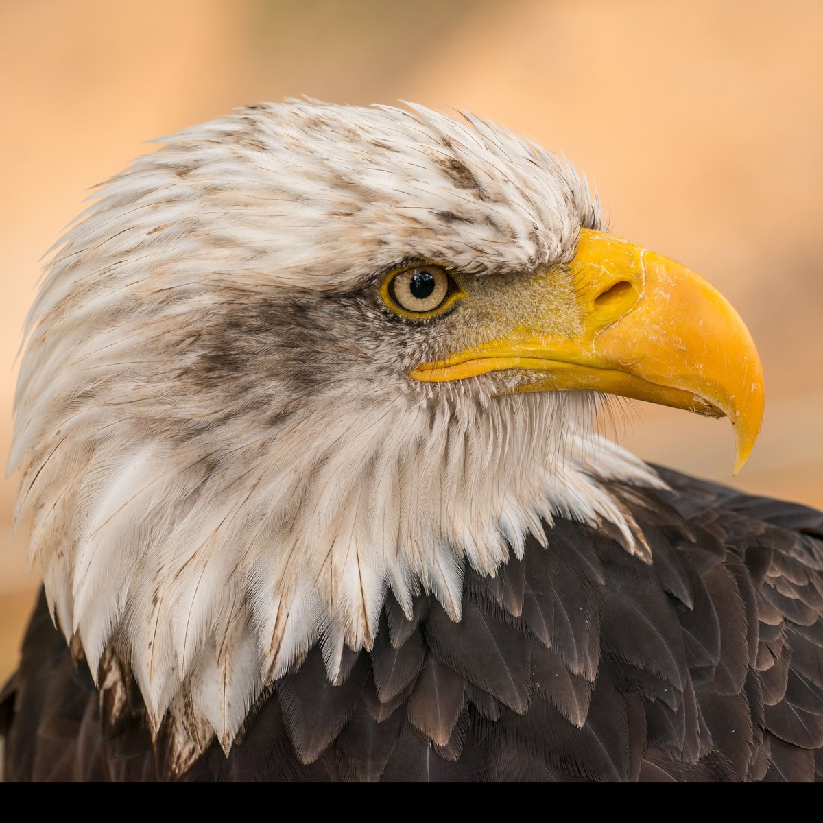 Close portrait of a bald eagle, its eye sharply in focus